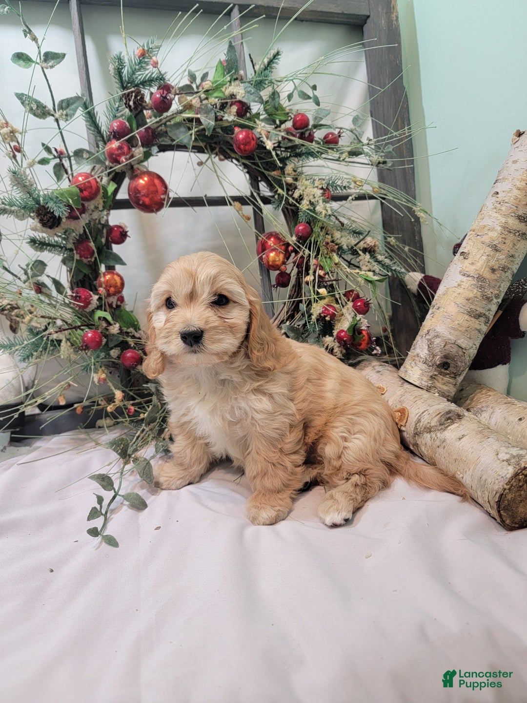 Cavachon dogs for sale: Snowball - Ad 23