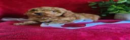 Miniature Poodle dogs for sale: Chloe - Ad 6