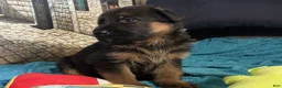 German Shepherd dogs for sale: Veronica - Ad 13