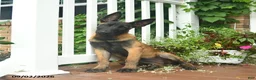 Belgian Malinois dogs for sale: Rosy  - Ad 4