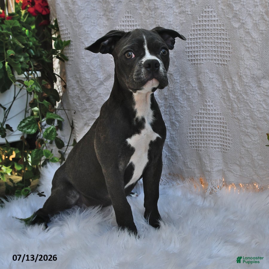 Frenchton dogs Rover - Ad 2