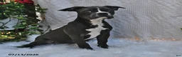 Frenchton dogs for sale: Rover - Ad 2