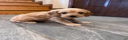 Cockapoo dogs for sale: Buff boy  - Ad 9