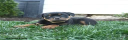 Rottweiler dogs for sale: Clover - Ad 4