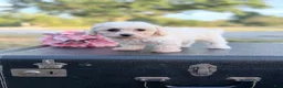 Bichon Frise dogs for sale: Bichon Frise - Moon - Ad 3