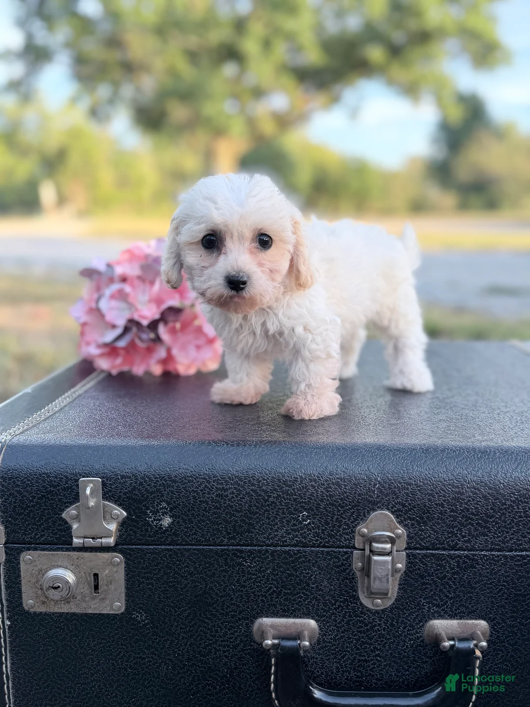 Bichon Frise dogs for sale: Bichon Frise - Moon - Ad 3