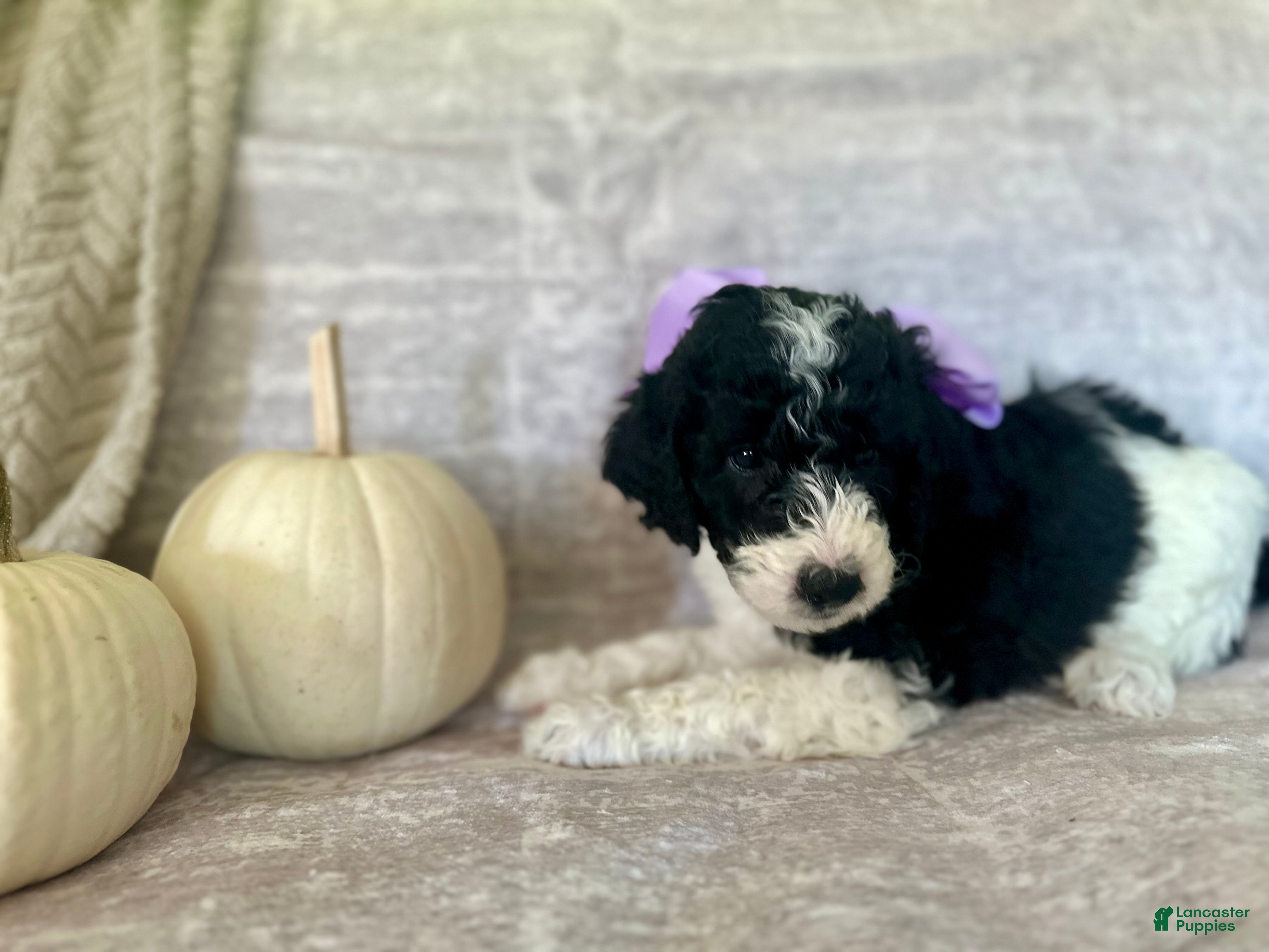 Goldendoodle dogs for sale: Lavender 💜 - Ad 4