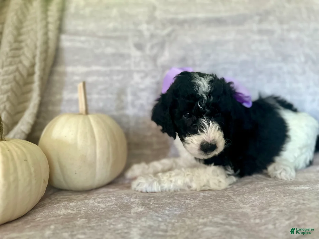 Goldendoodle dogs for sale: Lavender 💜 - Ad 1