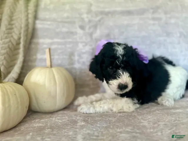 Goldendoodle dogs Lavender 💜 - Ad 27
