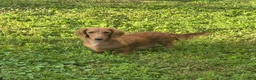 Miniature Dachshund dogs for sale: Button - Ad 4