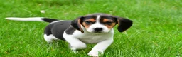 Beagle dogs for sale: Bo - Ad 8