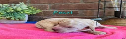 Goldendoodle dogs for sale: Mini Goldendoodle 5 - Ad 4