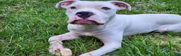 Mixed Breed dogs for sale: Mixed Breed 1 - Ad 1