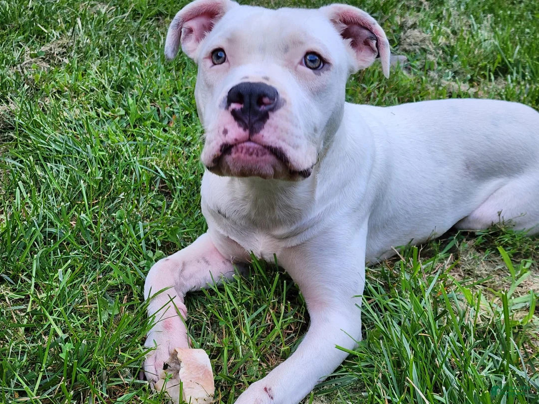 Mixed Breed dogs for sale: Mixed Breed 1 - Ad 1