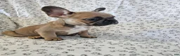 French Bulldog dogs for sale: Faith - Ad 4
