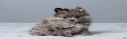 Pomeranian dogs for sale: Leo - Ad 3