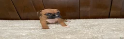 Boxer dogs for sale: Jax - Ad 9