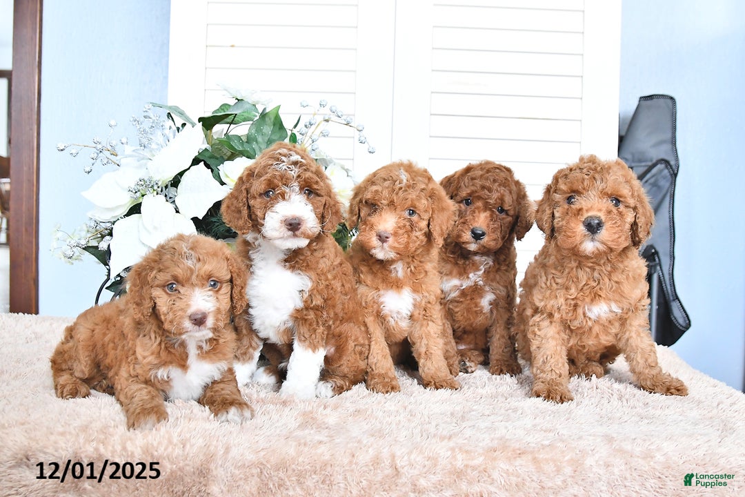 Mini Goldendoodle dogs for sale: Maribell - Ad 5