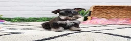 Miniature Schnauzer dogs for sale: Piglet  - Ad 4