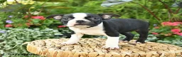 Boston Terrier dogs for sale: Beatrice - Ad 5