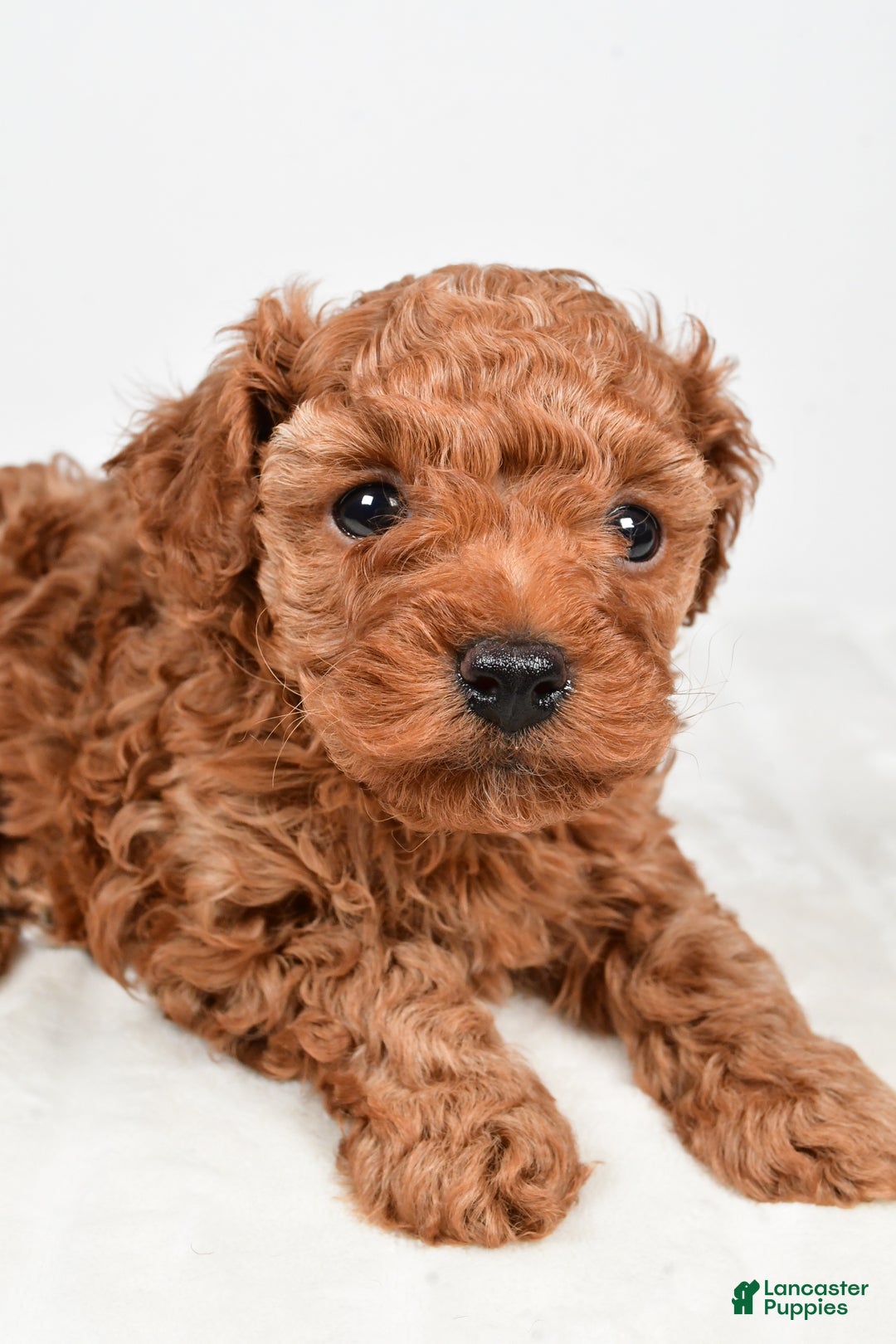 Miniature Poodle dogs for sale: Brady - Ad 6
