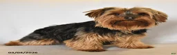 Yorkshire Terrier dogs for sale: Rylee - Ad 6