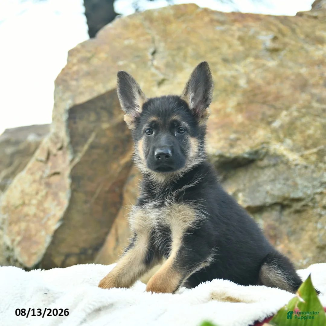 German Shepherd dogs for sale: Autumn  - Ad 2