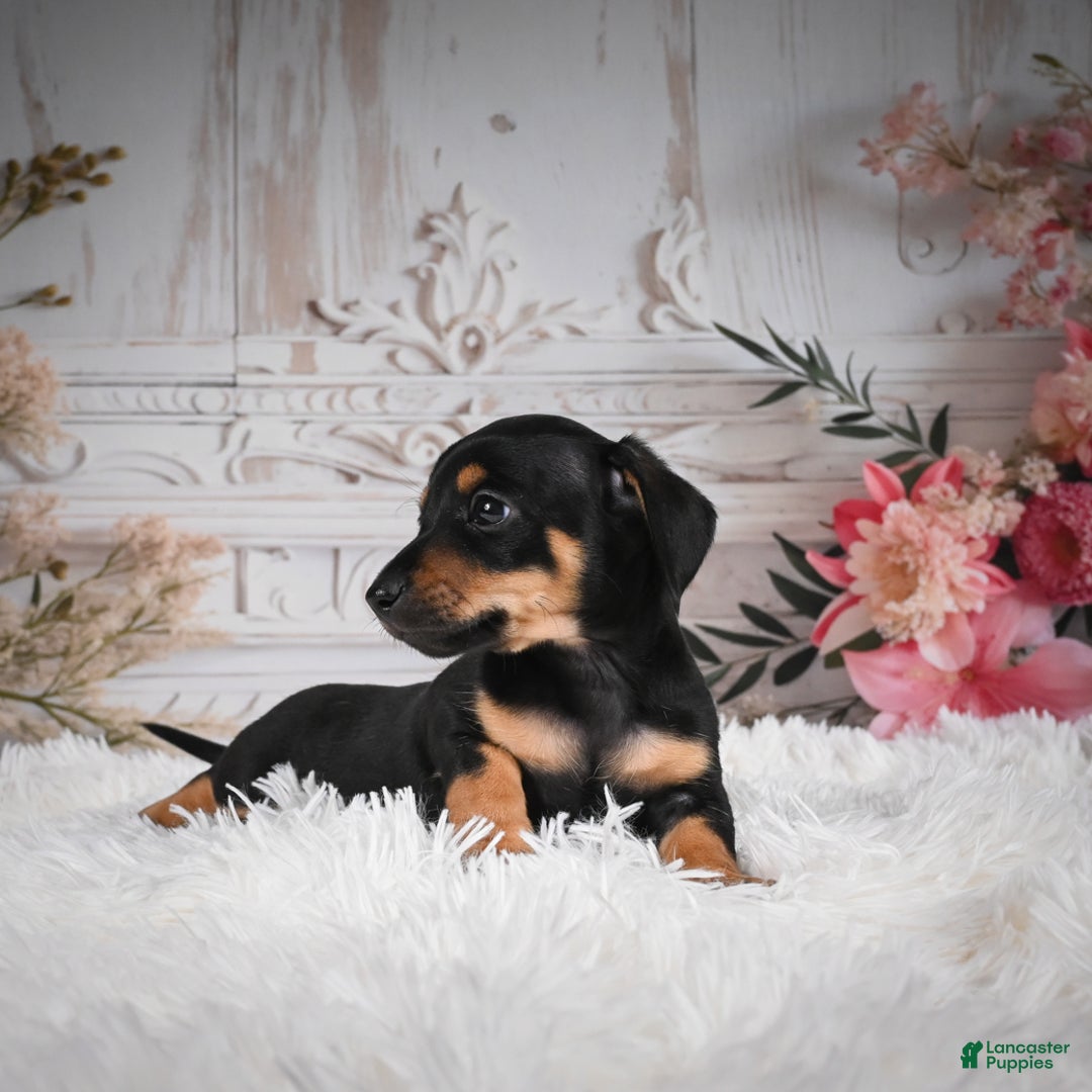 Miniature Dachshund dogs for sale: Pedro-AKC - Ad 7