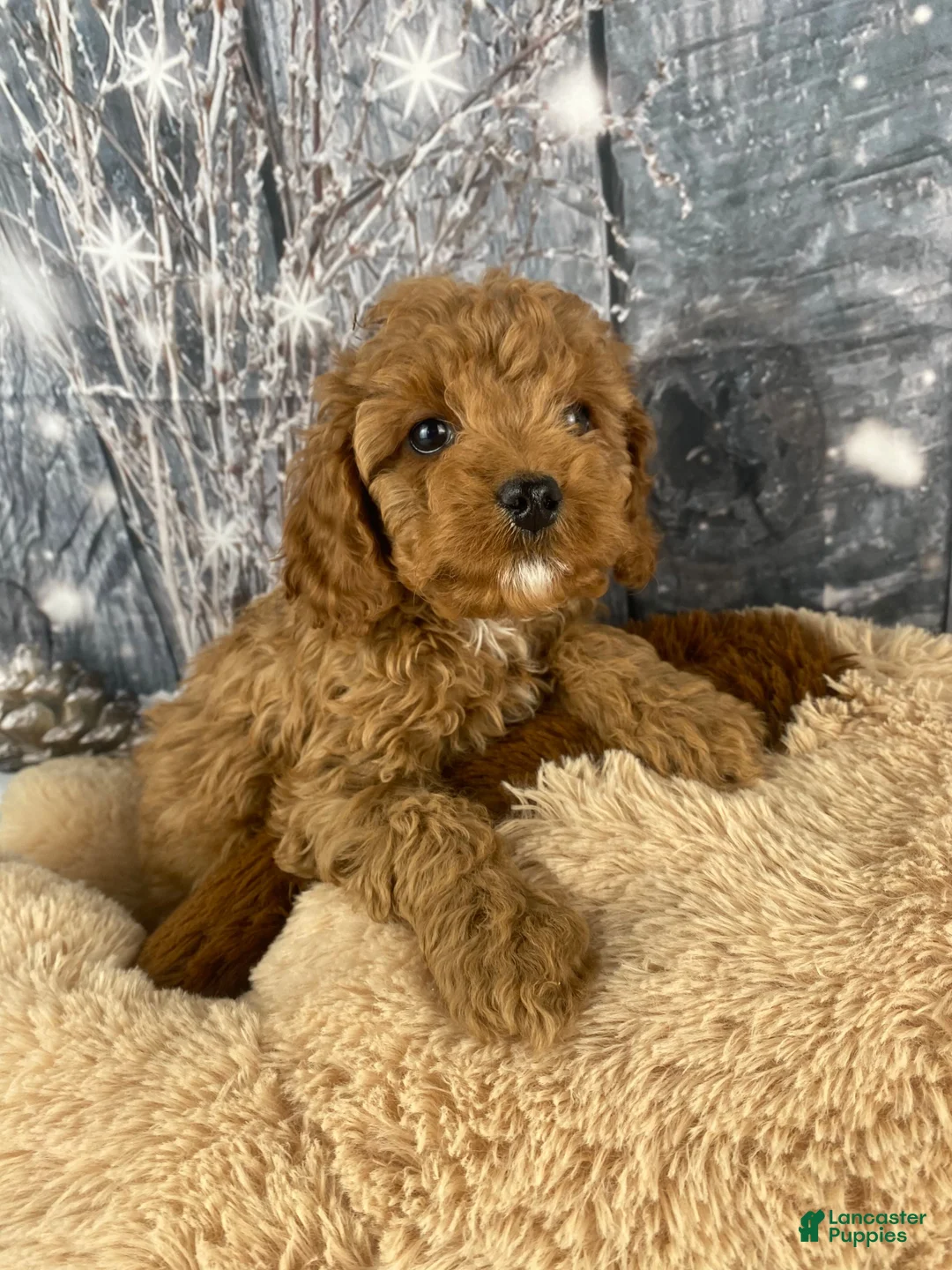 Cavapoo dogs for sale: Rufus - Ad 5