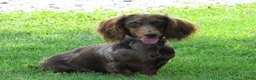 Miniature Dachshund dogs for sale: Pansy - Ad 5