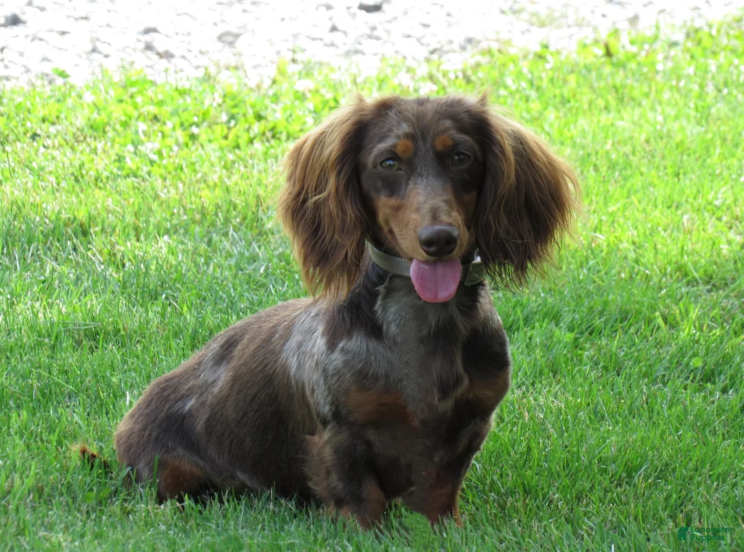 Miniature Dachshund dogs for sale: Pansy - Ad 5