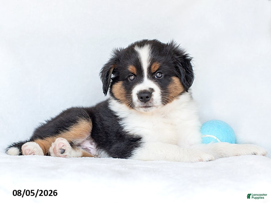 Miniature Australian Shepherd dogs Jethro - Ad 2