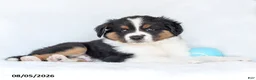 Miniature Australian Shepherd dogs for sale: Jethro - Ad 2