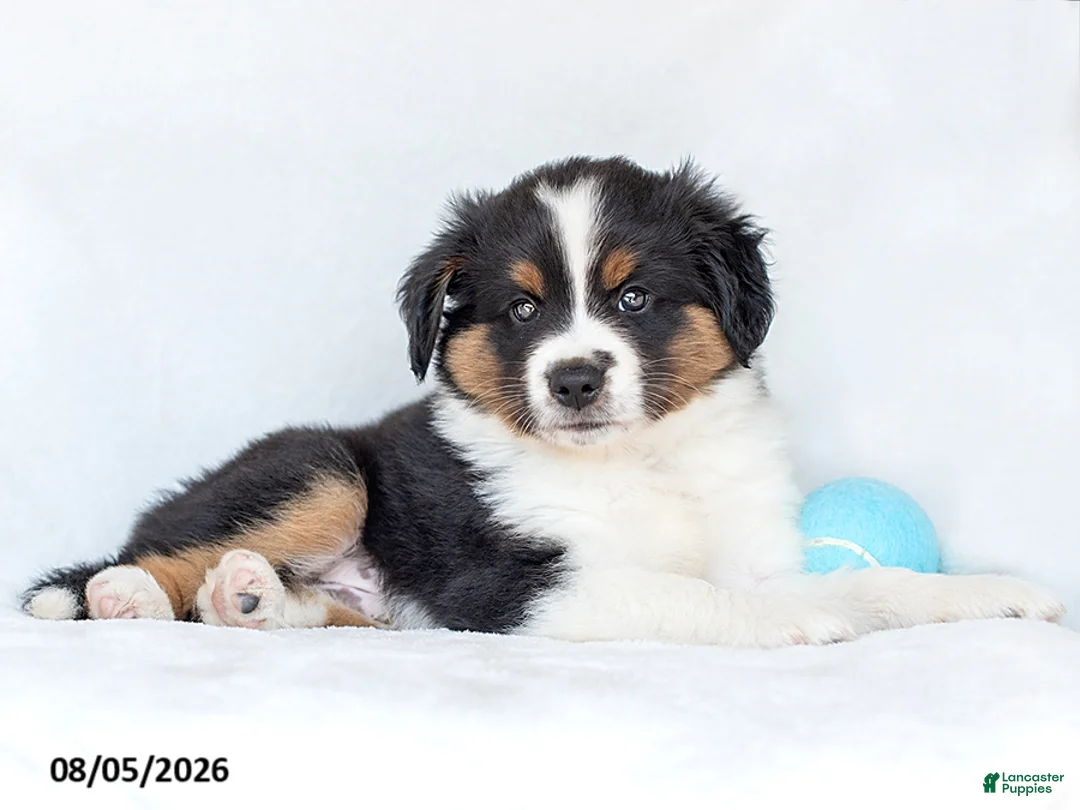 Miniature Australian Shepherd dogs for sale: Jethro - Ad 2