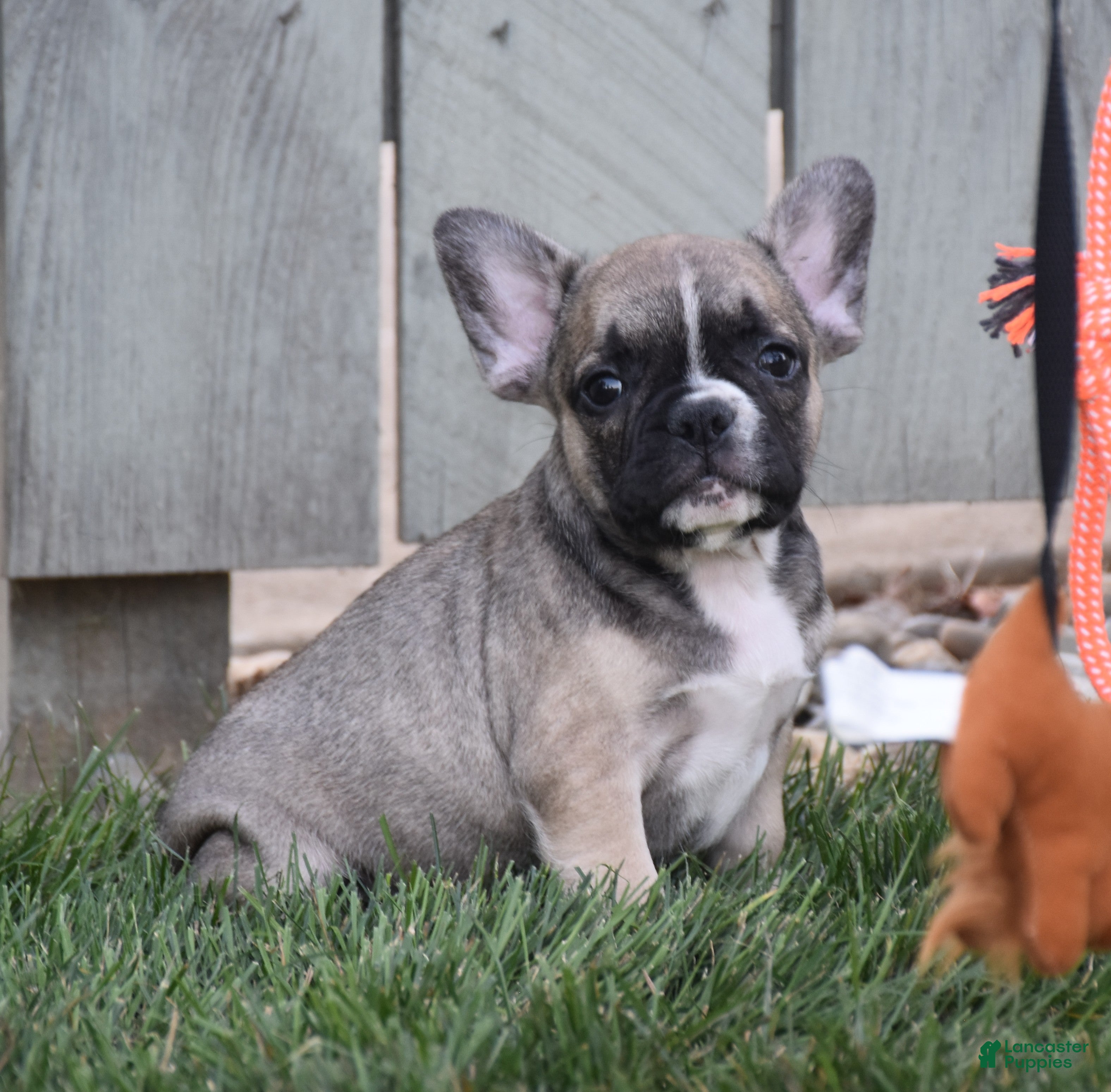 French Bulldog dogs Fudge - Ad 1