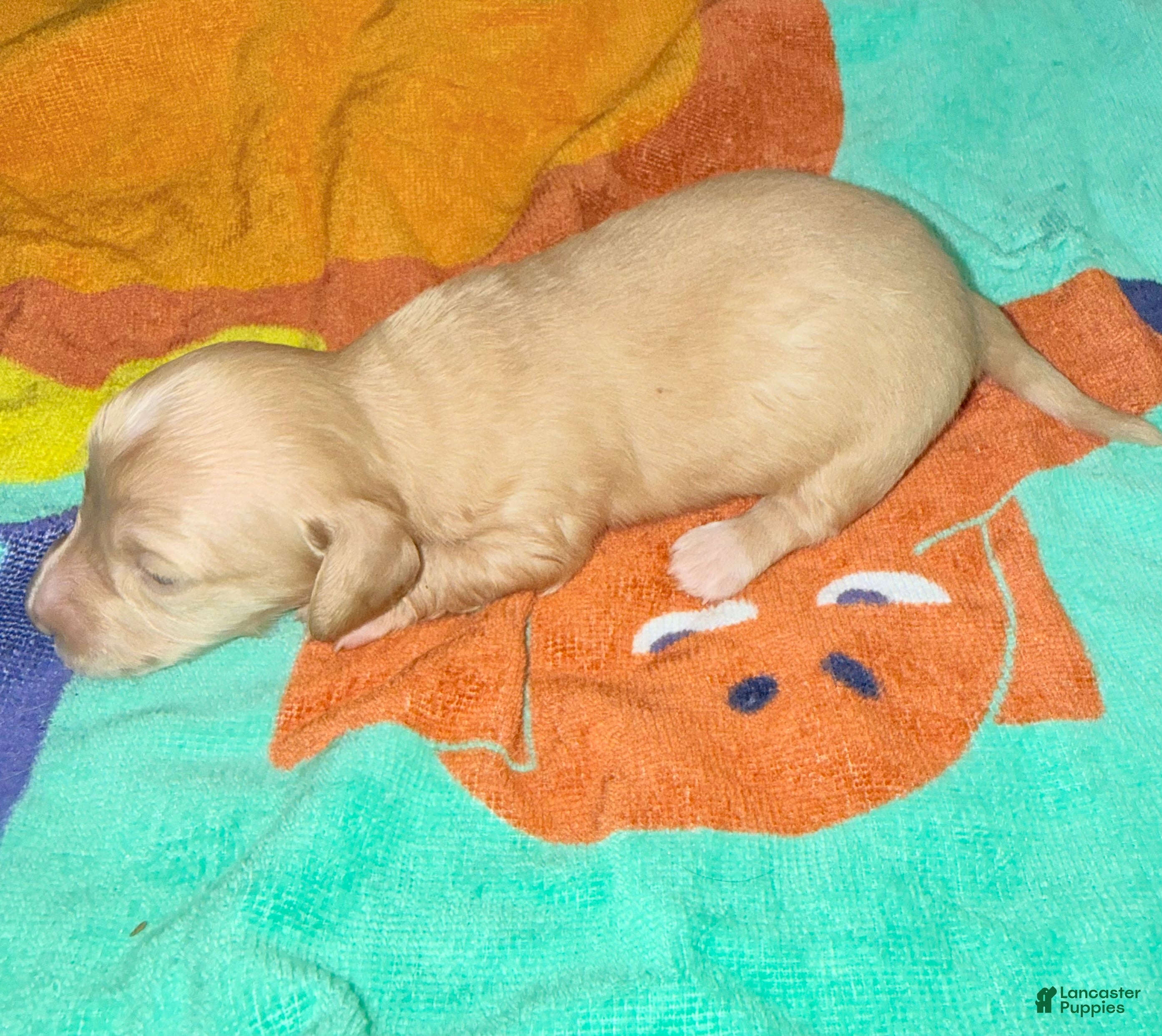 Dachshund dogs Dachshund Puppy 5 - Ad 9
