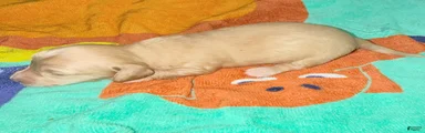 Dachshund Puppy 5