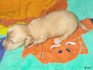 Dachshund dogs Dachshund Puppy 5 - Ad 23