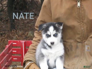 Siberian Husky dogs Nate - Ad 13