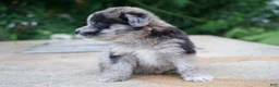 Mixed Breed dogs for sale: Dixie - Ad 4
