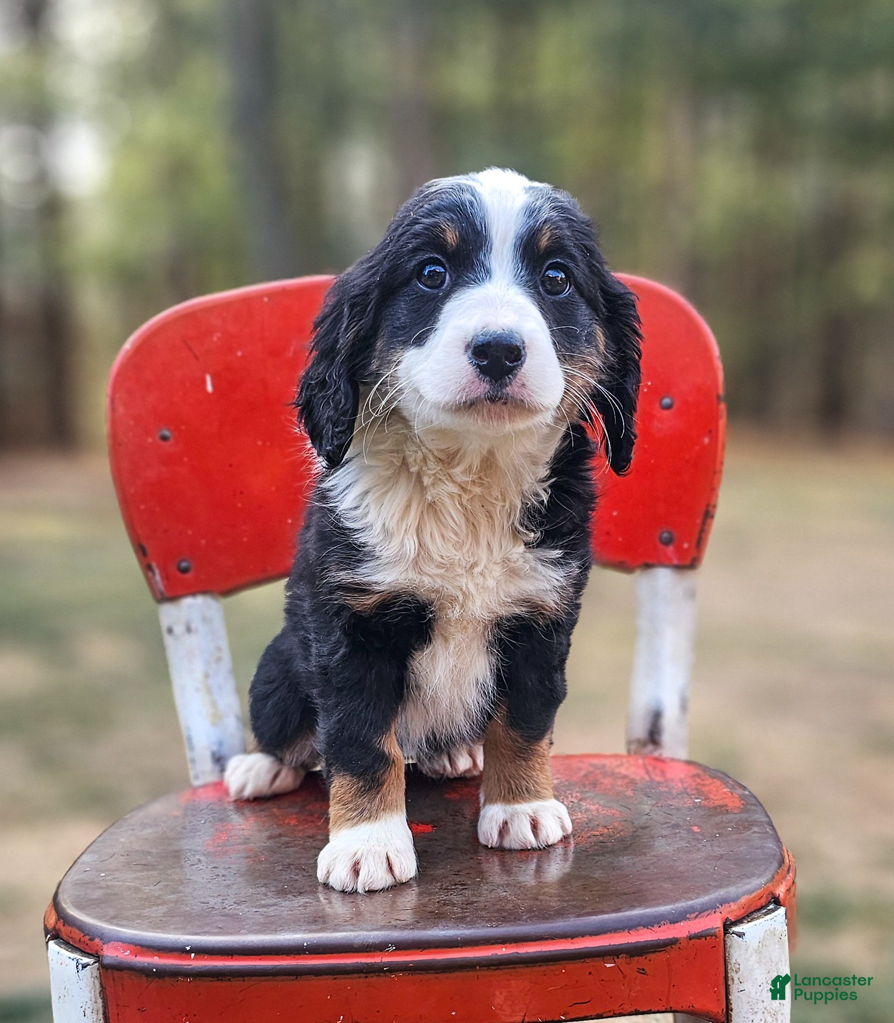 Mini Bernedoodle dogs Ivy - Ad 2