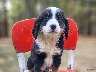 Mini Bernedoodle dogs Ivy - Ad 40