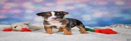 English Bulldog dogs for sale: Mia - Ad 3