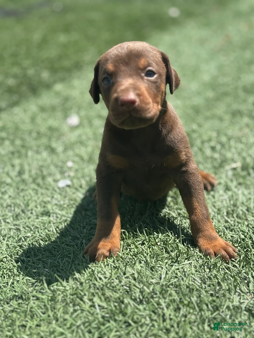 Doberman Pinscher dogs for sale: Luna - Ad 2