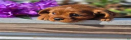 Cavalier King Charles Spaniel dogs for sale: Cavalier King Charles Spaniel 2 - Ad 25