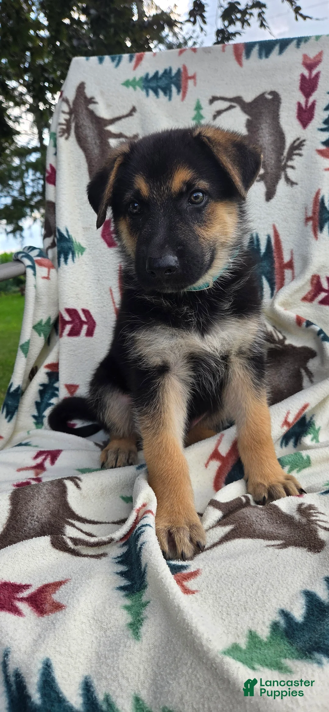 German Shepherd dogs for sale: Rex - Ad 2