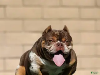American Bully dogs Bowser - Ad 5