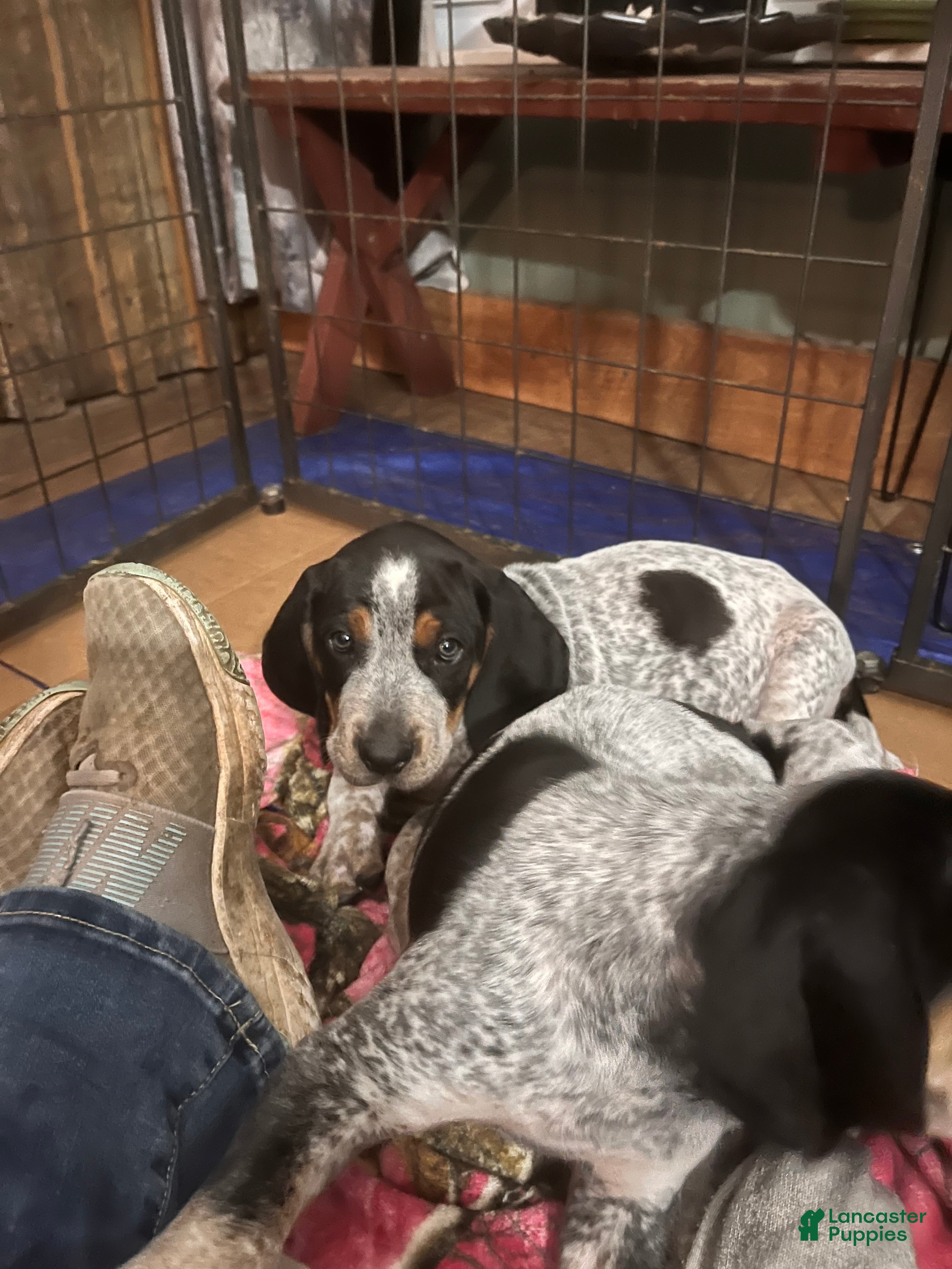 Little Coonhound Puppies for sale Lancaster Puppies