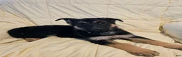 German Shepherd dogs for sale: Gray Collar - Ad 3