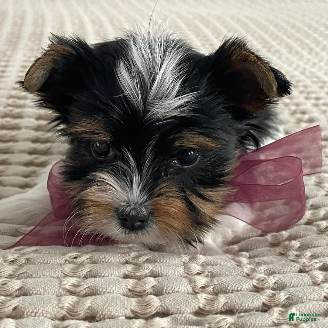Biewer Terrier dogs for sale: Millie - Ad 7